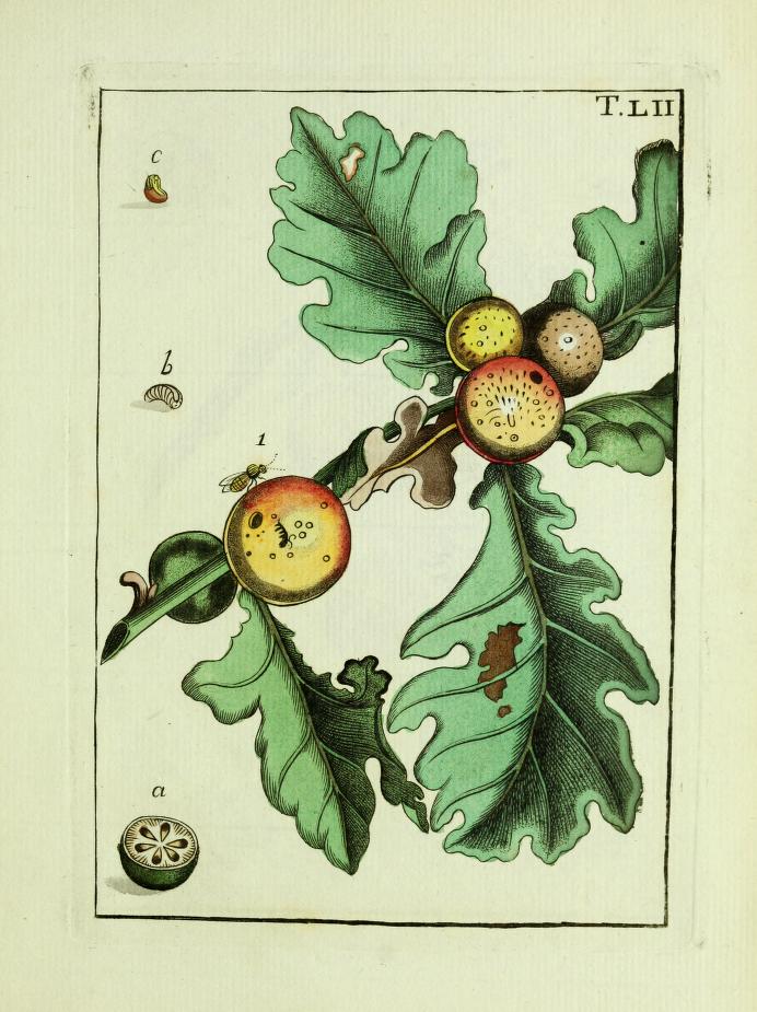 illustration of oak twig with galls, showing the insect stages